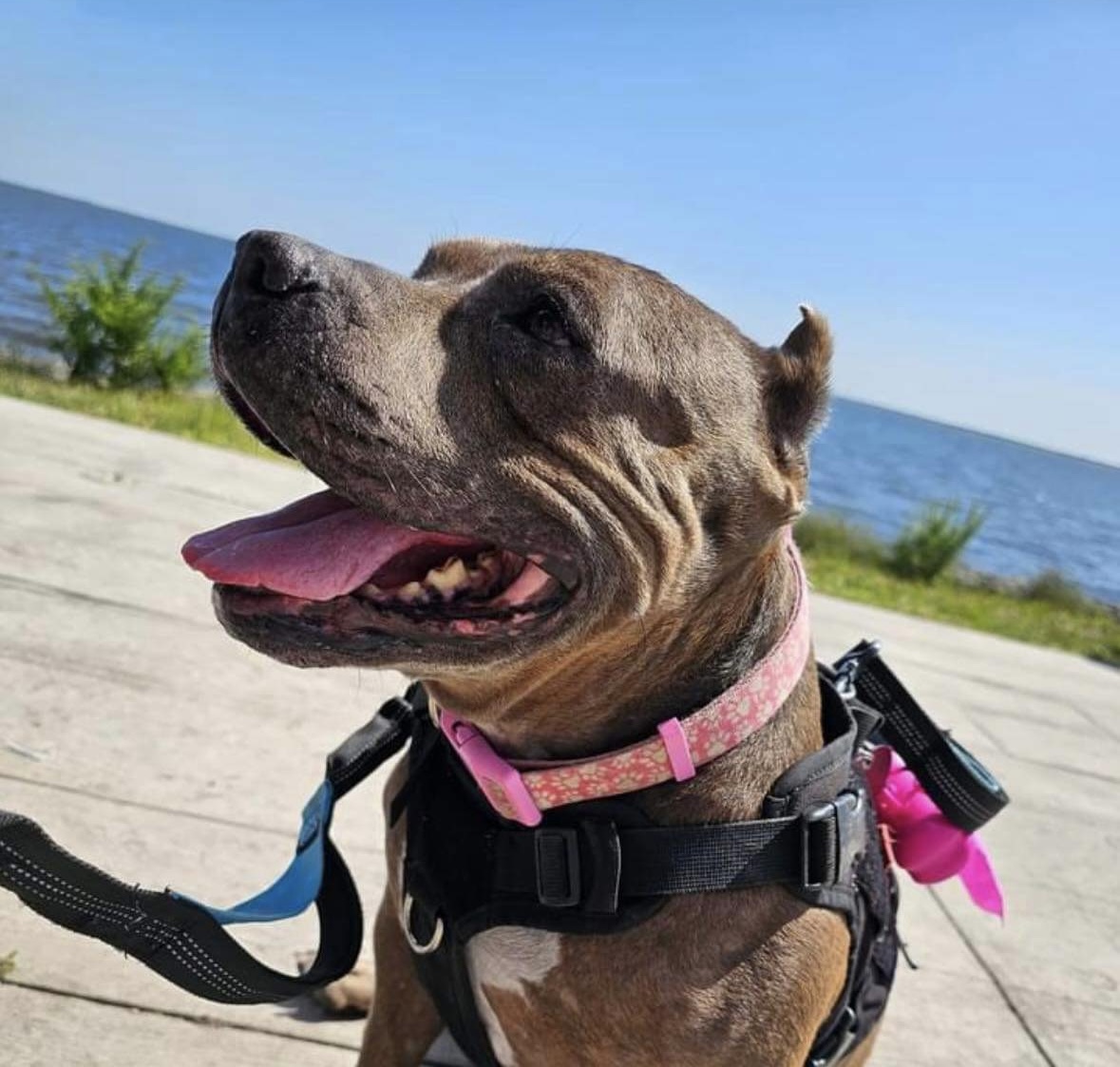 Missing Dog in Forked River Jersey Coast Emergency news