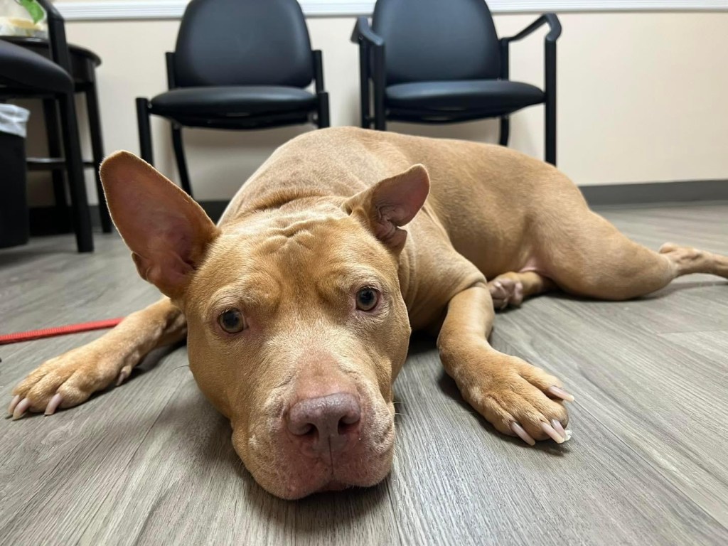 Dying Veterans Last Wish to Home His&nbsp;Dog