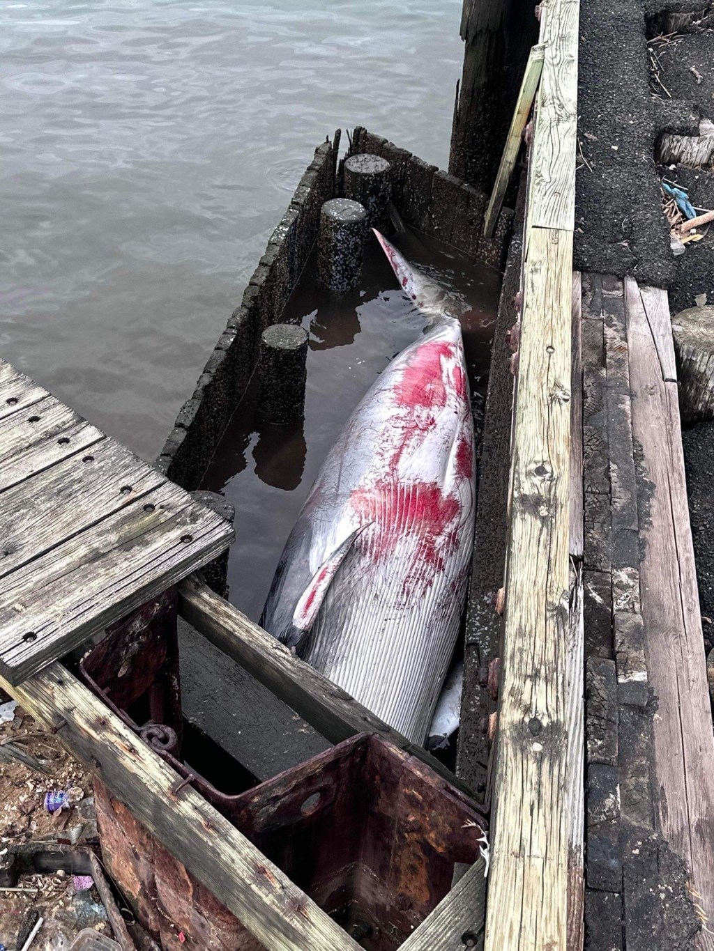 Young Whale Washes up Dead in Monmouth&nbsp;County