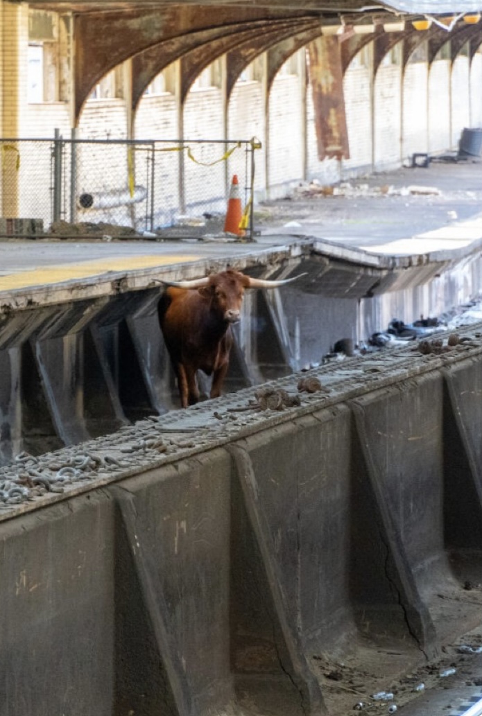 Bull Delays NJ Transit Trains in&nbsp;Newark